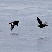 Pigeon Guillemot